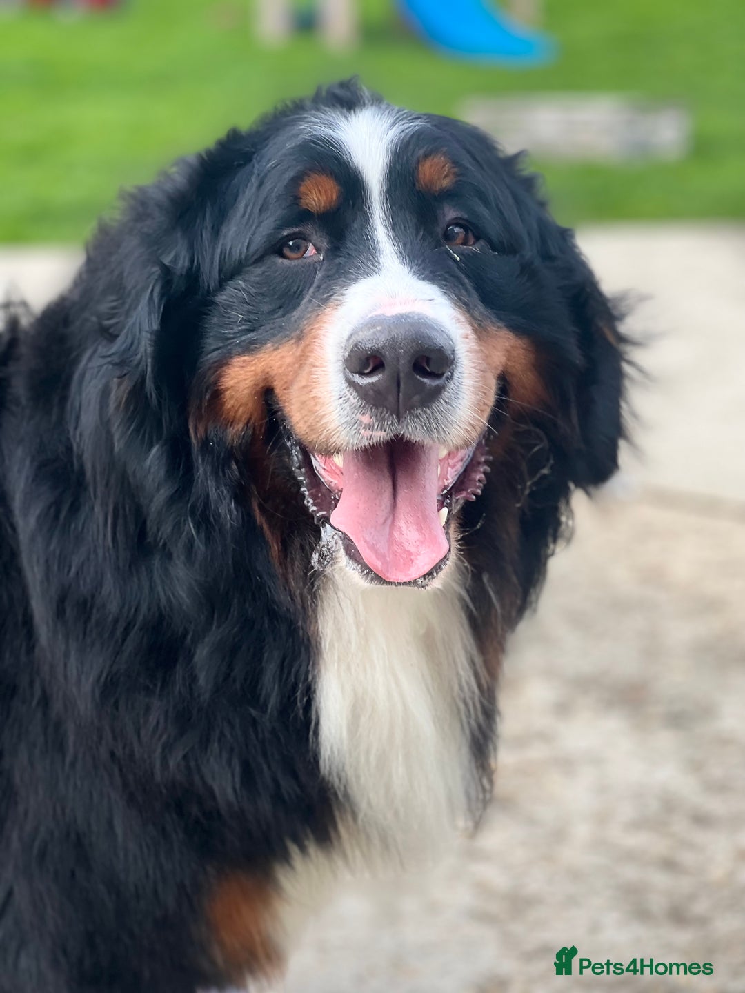 Bernese Mountain Dog dogs for sale: Kc registered Bernese mountain dog puppies - Image 5