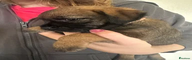Border Terrier 5