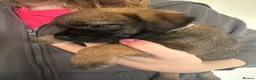 Border Terrier dogs for sale: Border Terrier pups - Advert 8