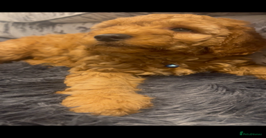 Cockapoo dogs - Advert 13