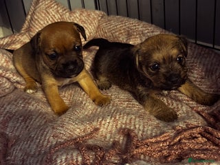 Mixed Breed dogs Mixed border terrier girl - Advert 1