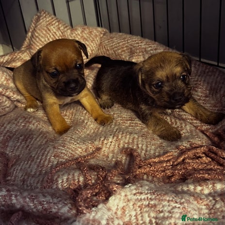 Mixed Breed dogs Mixed border terrier girl - Advert 16