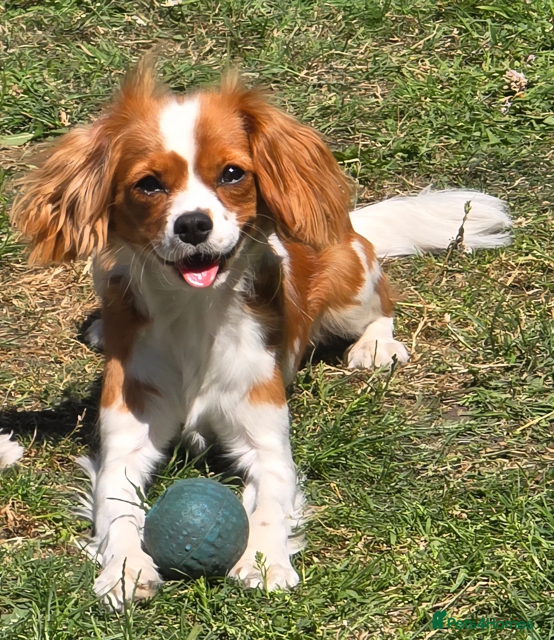 Cavapoo dogs for sale: 🐾Cavapoo: Litter Embark DNA Tested, Sire KC Reg🐾 - Advert 4