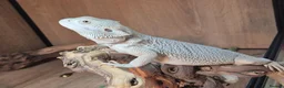 Bearded Dragon reptiles for sale: 100%Het Hypo Baby Bearded Dragons  - Advert 6