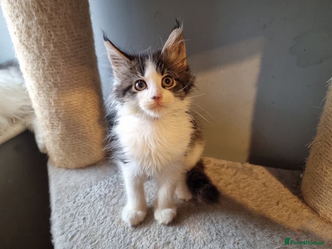 Maine Coon cats for sale: Beautiful Maine Coon kittens  - Advert 6