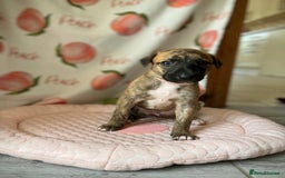 Mixed Breed dogs for sale: German shepherd x Lurcher puppies  - Image 2