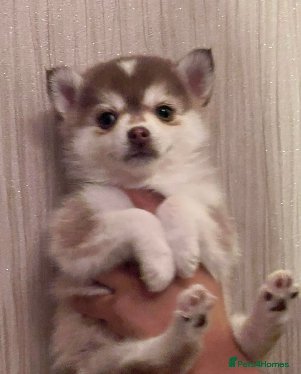 Pomsky dogs If Advert is up still available - F4 Pomsky pups i - Advert 4