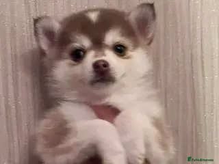 Pomsky dogs If Advert is up still available - F4 Pomsky pups i - Advert 4