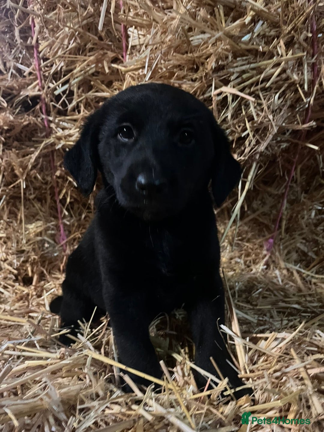 Mixed Breed dogs for sale: Labrador cross collie - Advert 4