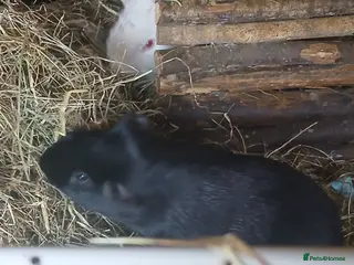 Guinea Pig rodents Boar Guinea Pigs for Sale £40 ( REDUCED) - Advert 1