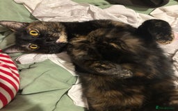 Domestic Shorthair cats for sale: Brother & Sister (not to be split) - Advert 6