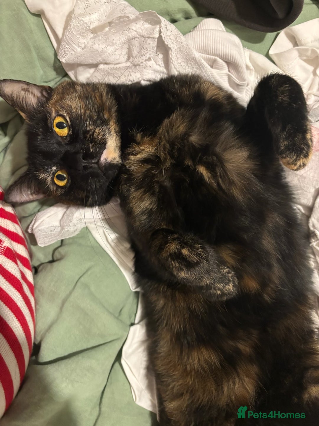 Domestic Shorthair cats for sale: Brother & Sister (not to be split) - Advert 6