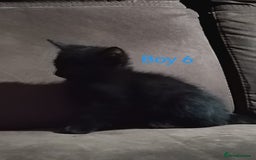 Mixed Breed cats for sale: 🩵kittens 🩵 - Image 5