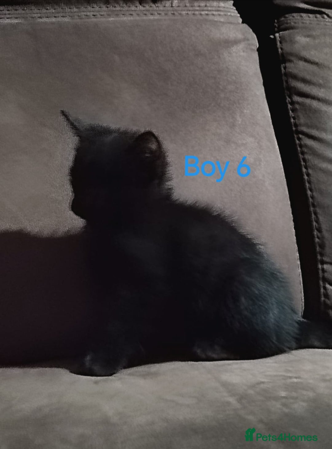 Mixed Breed cats for sale: 🩵kittens 🩵 - Image 5