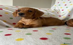 Miniature Dachshund dogs for sale: Miniature dachshund puppies - Image 11
