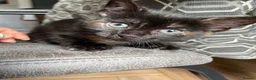 British Shorthair cats for sale: Gorgeous boys and girl kittens  - Advert 4