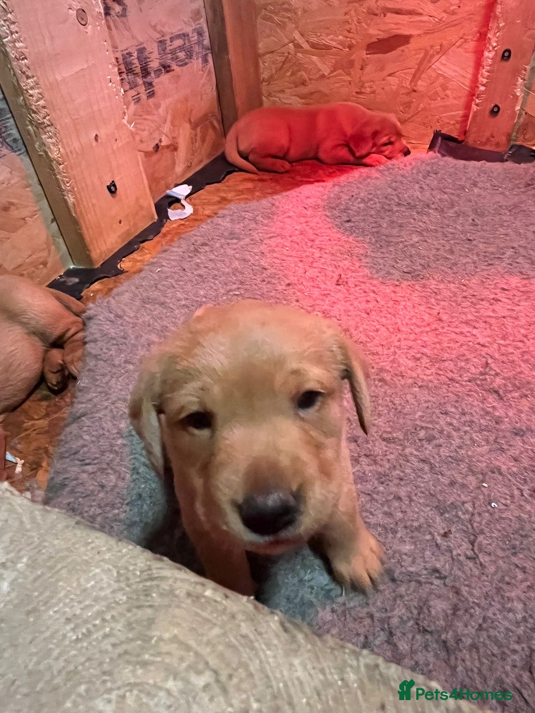 Labrador Retriever dogs for sale: Chunky red lab pups - Advert 6