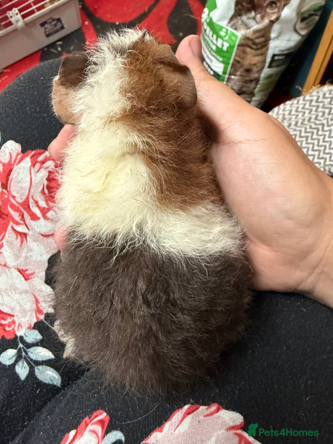Guinea Pig rodents for sale: Guinea pig babies  - Image 3