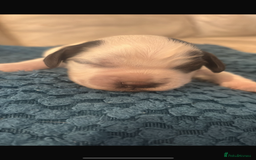 Sprocker dogs for sale: Sprocker spaniel pure bred puppies - Image 4