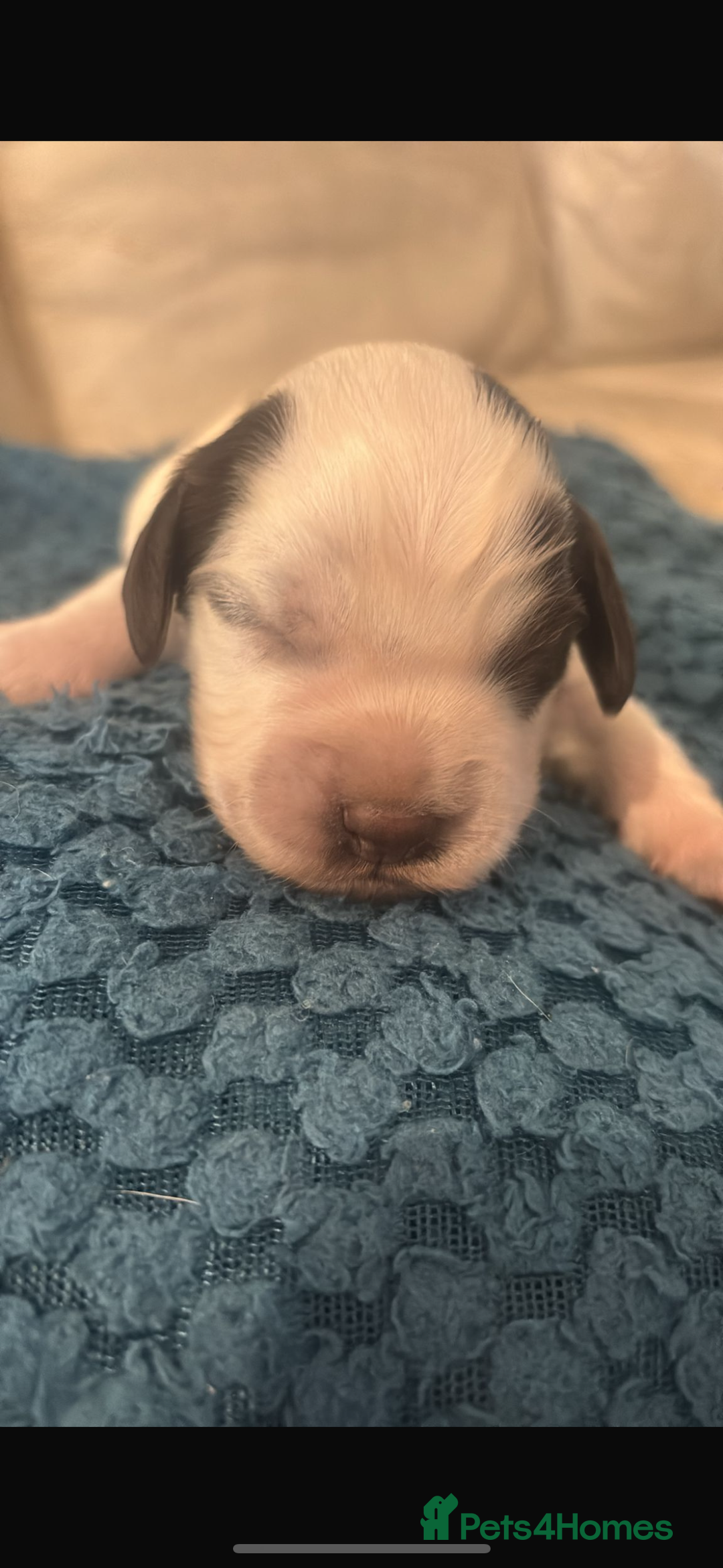 Sprocker dogs for sale: Sprocker spaniel pure bred puppies - Image 4