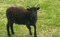 Sheep livestock for sale: This year's Soay whether lambs - Image 3