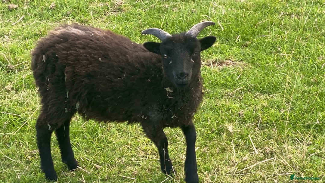 Sheep livestock for sale: This year's Soay whether lambs - Image 3