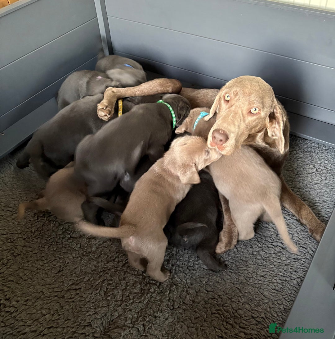 Labrador Retriever dogs for sale: Gorgeous KC Silver & Charcoal Labs - Image 22