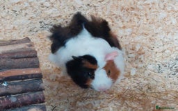 Guinea Pig rodents for sale: Beautiful Female Guinea Pigs available - Image 2