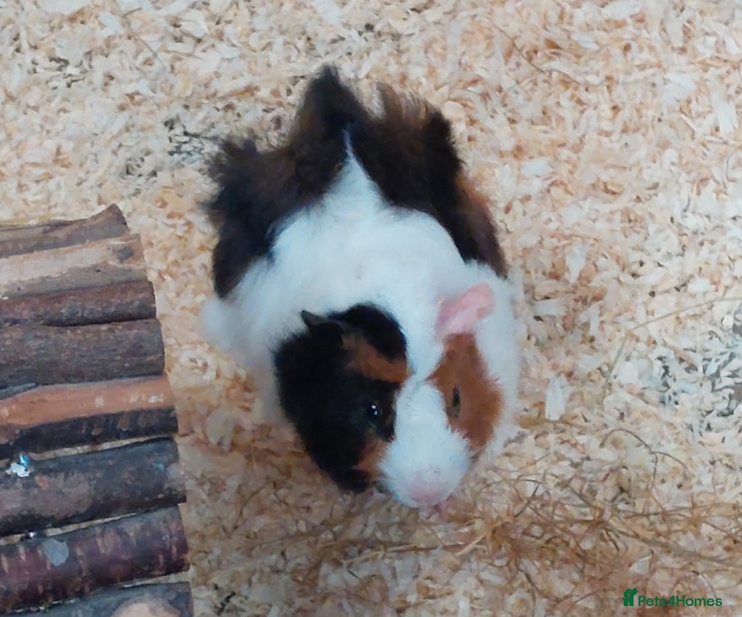 Guinea Pig rodents for sale: Beautiful Female Guinea Pigs available - Image 2