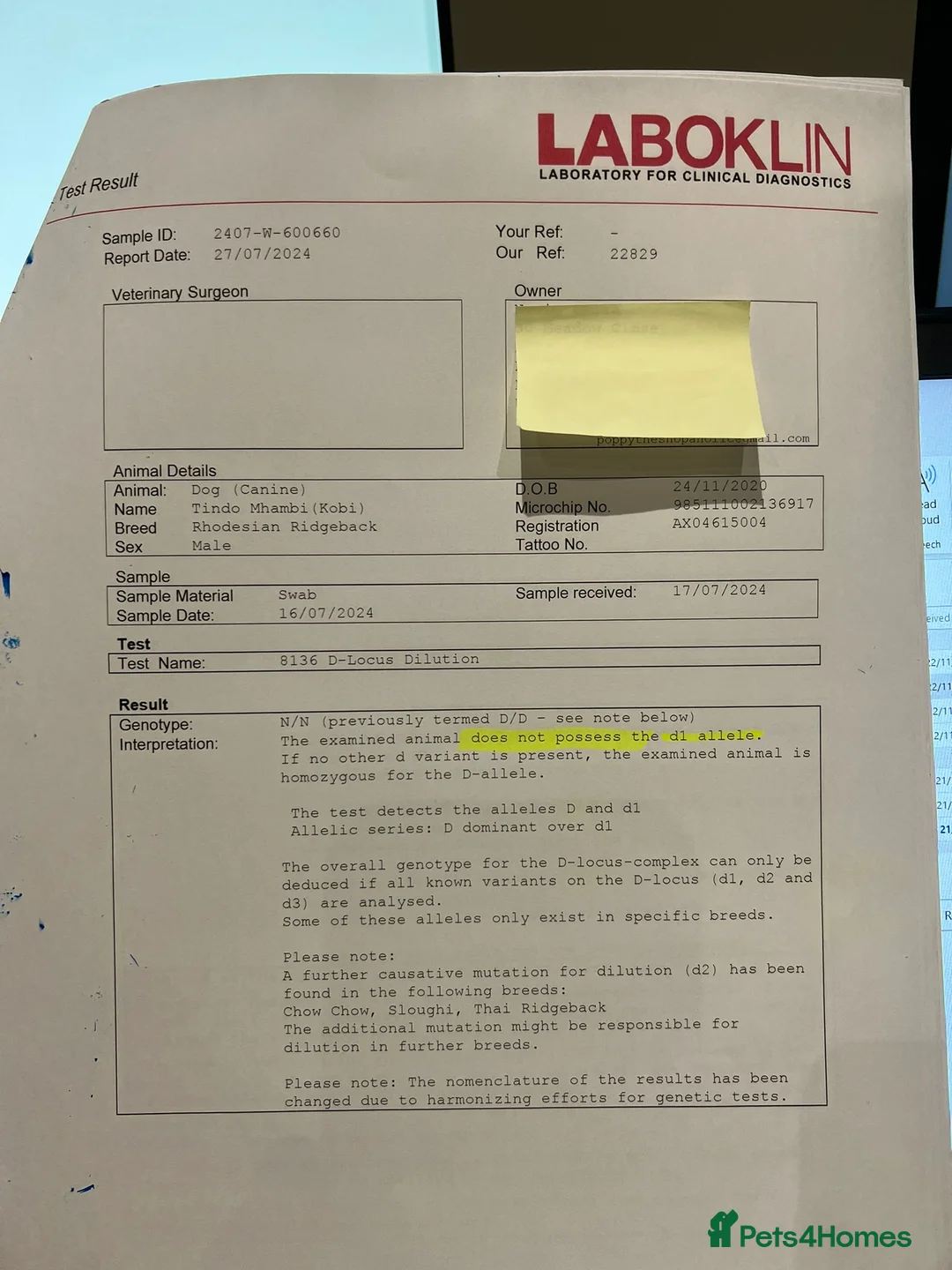 Rhodesian Ridgeback dogs for stud: Proven KC Reg Fully Health Tested RR for Stud in Bolton - Advert 25