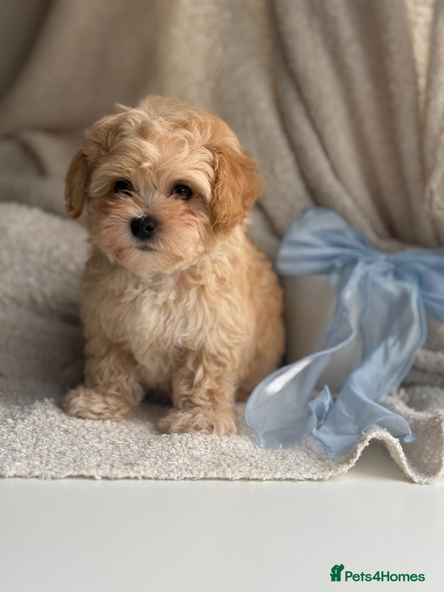 Maltipoo dogs Korean Maltipoo puppies  - Advert 7