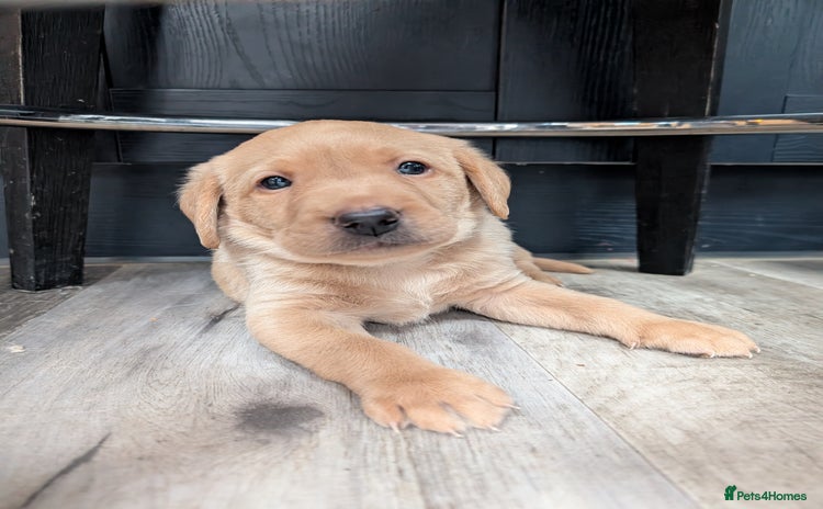 Labrador Retriever dogs - Advert 3