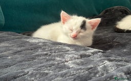 Mixed Breed cats for sale: 5 Adorable Fluffy White Playful Kittens  - Image 31