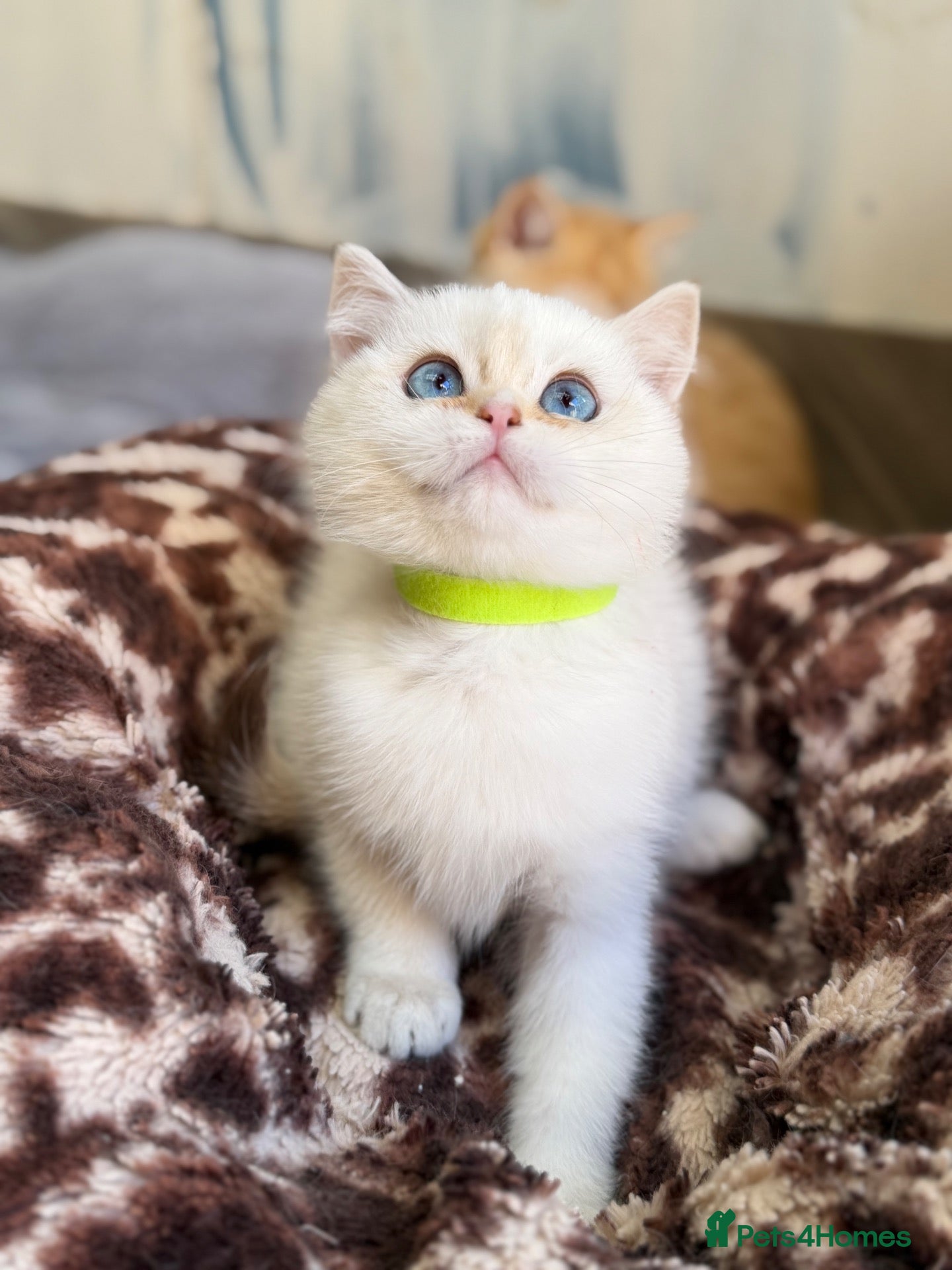British Shorthair cats British shorthair adorable golden kittens  - Advert 1