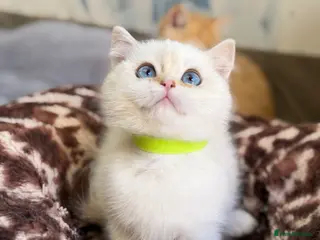 British Shorthair cats British shorthair adorable golden kittens - Advert 1