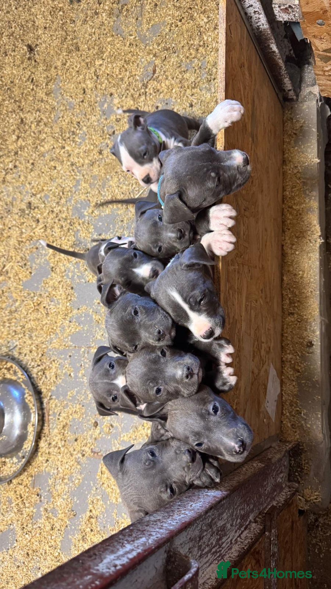 Staffordshire Bull Terrier dogs for sale:  ❤️ Beautiful Staffordshire puppies 🐶 - Advert 9