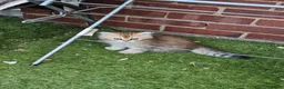 Persian cats for sale: Pure Persian Cat - Advert 10
