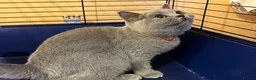 British Shorthair cats for sale: 🌟GCCF BSH 🏆Champion Bloodline 🌟5-Gen Pedigree🌟 - Advert 10