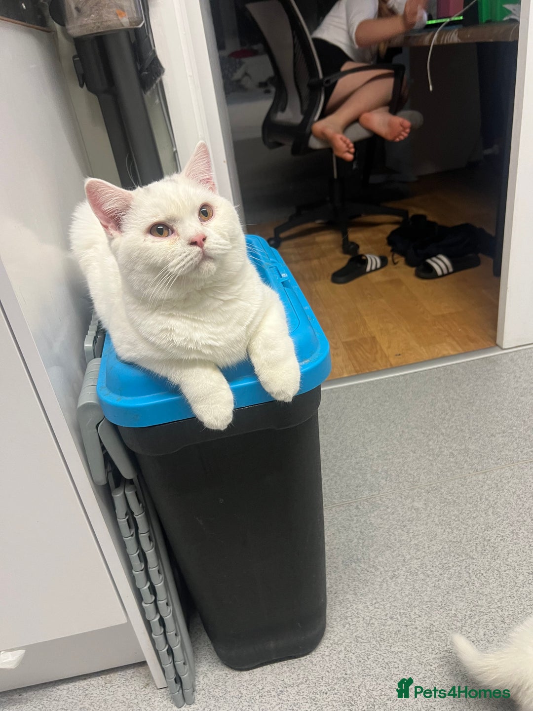 Brazilian Shorthair cats for sale: Last 2 BSH BOYS GCCF registered !!! - Image 8