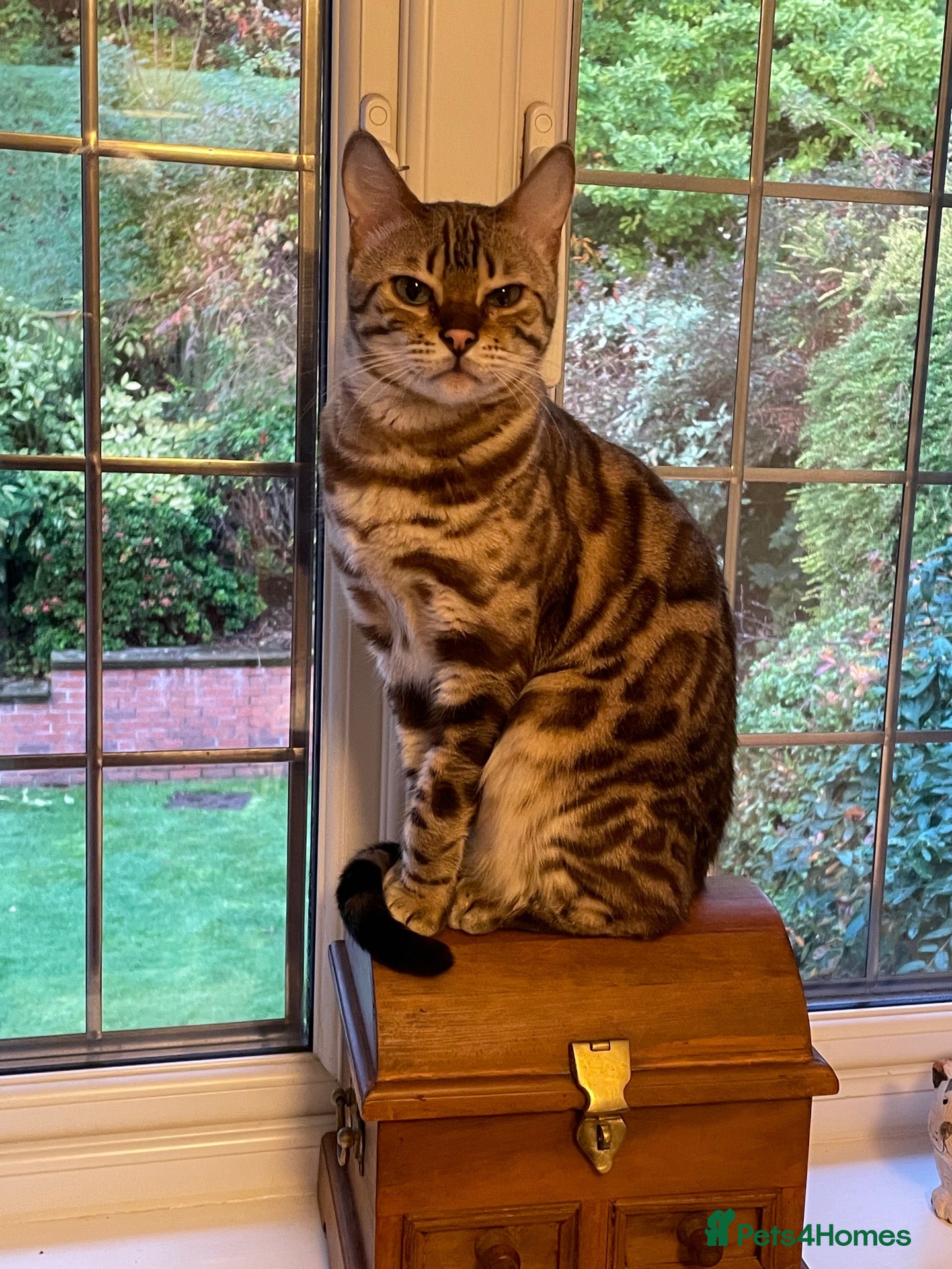 Bengal cats TICA registered Bengal family (all castrated) - Advert 1