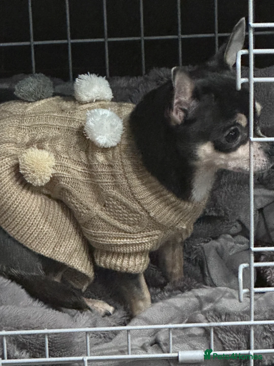 Chihuahua dogs for sale: Beautiful petite long haired Merle chi - Advert 6