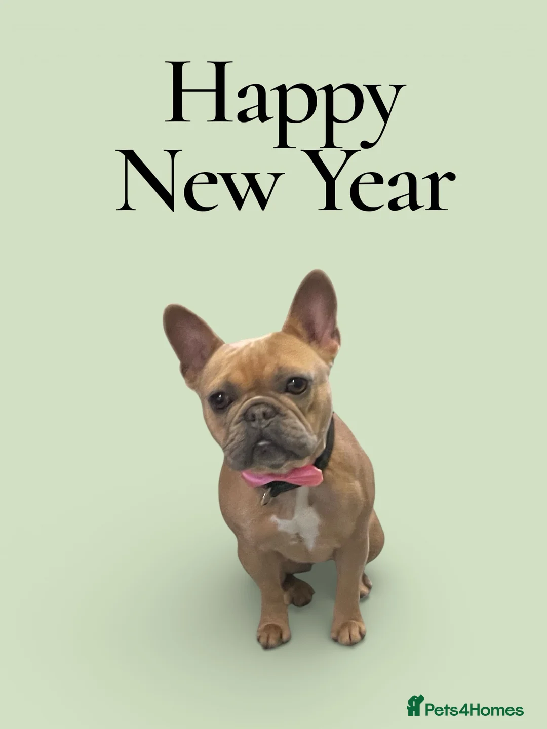 French Bulldog dogs for sale: 3 year old frenchie (not spayed) - Advert 1