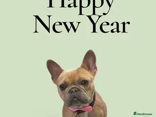 French Bulldog dogs 3 year old frenchie (not spayed) - Advert 6