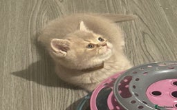 British Shorthair cats for sale: Amazing BSH kittens. READY TO GO!!! - Image 8