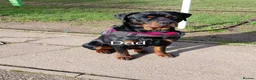 Rottweiler dogs for sale: 6 beautiful Rottweiler puppies - Advert 4