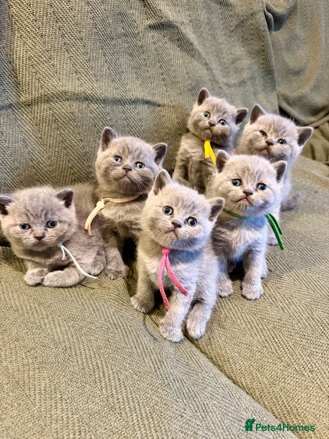 British Shorthair cats for sale: Beautiful Lilac British Shorthair Kittens - Advert 1
