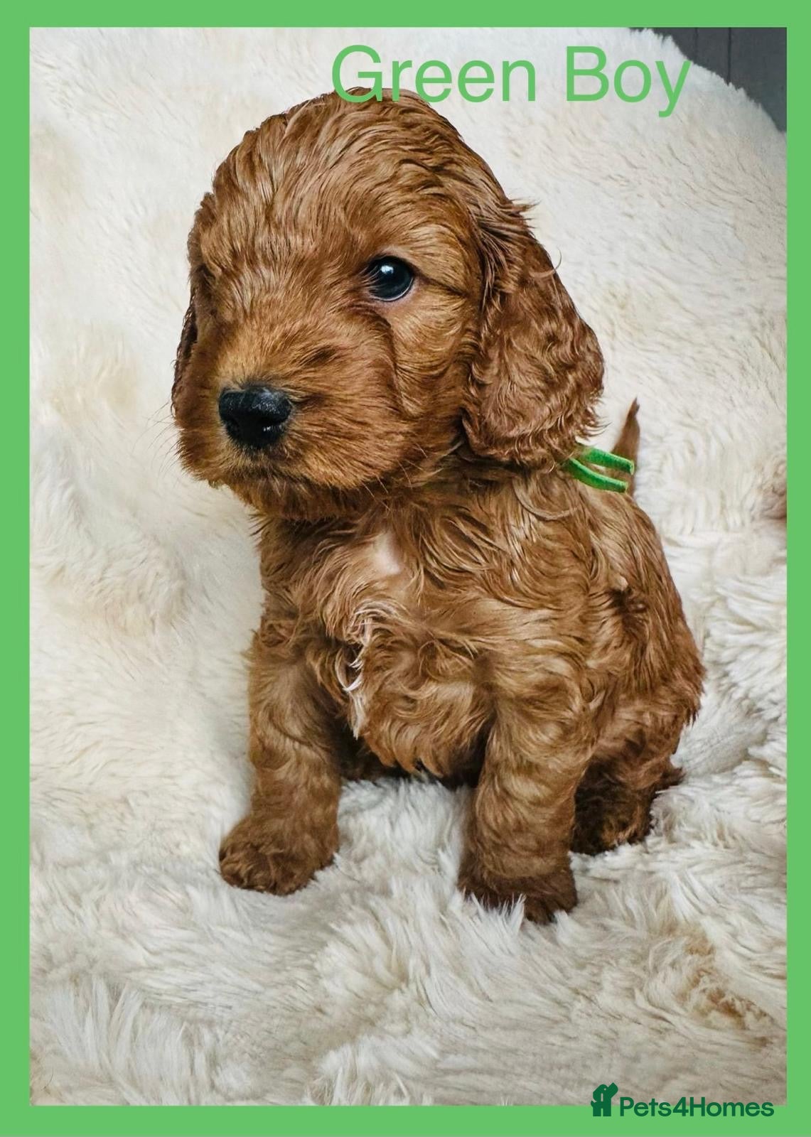 Cockapoo dogs Stunning F1 Cockerpoo Puppies  - Advert 3