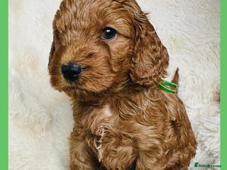 Cockapoo dogs Stunning F1 Cockerpoo Puppies - Advert 1