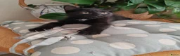 Mixed Breed cats for sale: ❤️❤️❤️ Adorable Kittens ❤️❤️❤️  - Advert 13