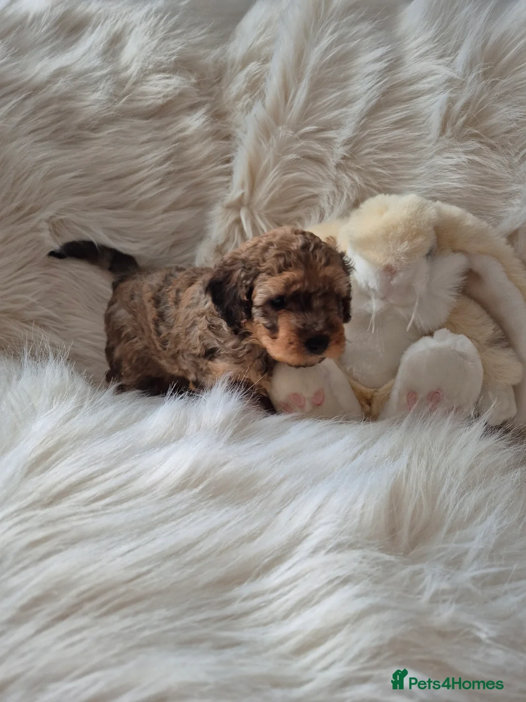 Cockapoo dogs for sale: F1B COCKAPOO PUPPIES  - Advert 2